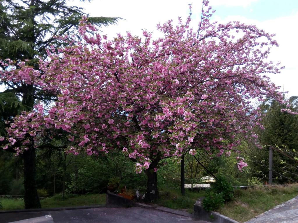 סנטו טירסו Quinta Das Leiras מראה חיצוני תמונה
